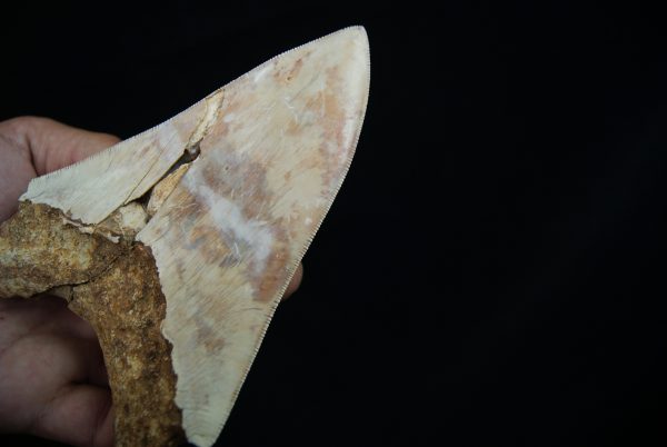 Megalodon – Una pieza única
