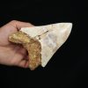 Megalodon – Una pieza única