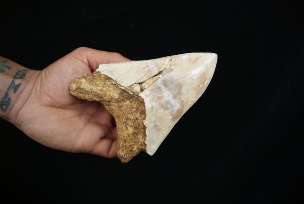 Megalodon – Una pieza única