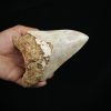 Megalodon – Una pieza única