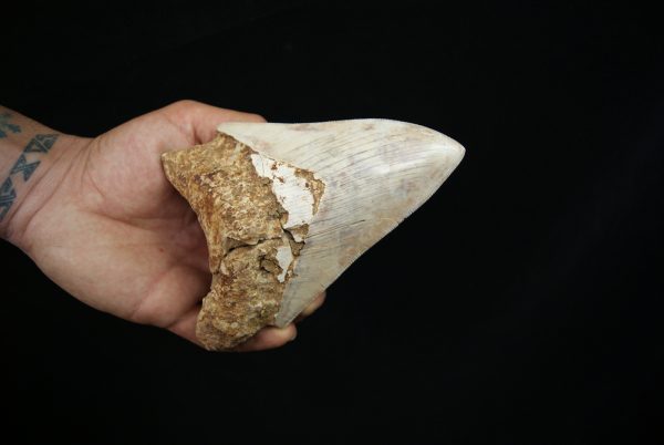 Megalodon – Una pieza única