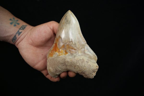 Megalodon Coloración única