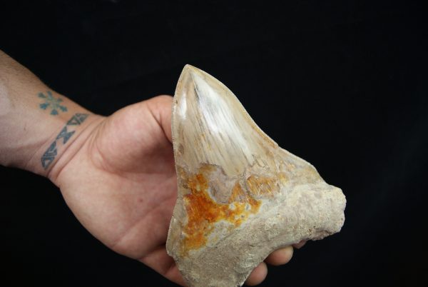 Megalodon Coloración única