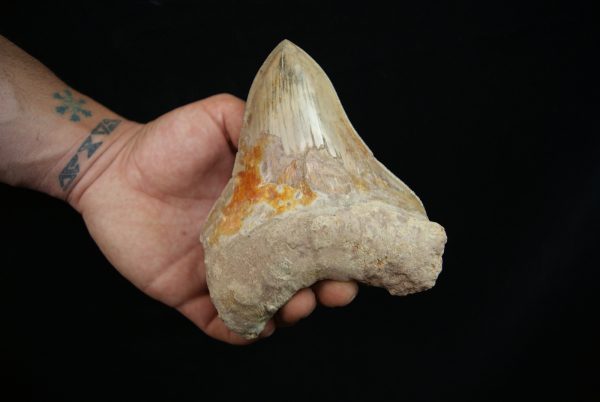Megalodon Coloración única