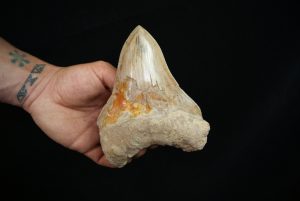 Megalodon Coloración única