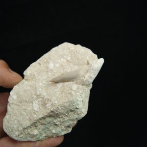 Matriz fósil Otodus obliquus