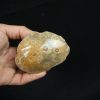 Coral fósil Hexagonaria hexagona