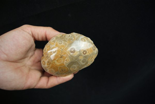 Coral fósil Hexagonaria hexagona