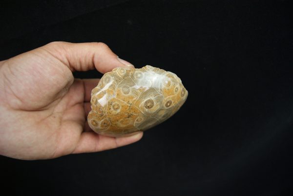 Coral fósil Hexagonaria hexagona