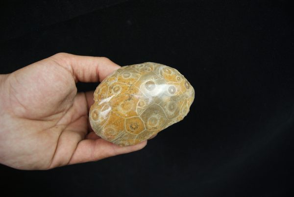 Coral fósil Hexagonaria hexagona