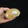 Coral fósil Hexagonaria hexagona