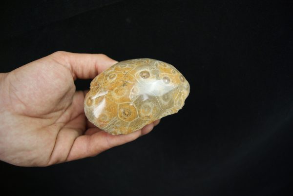 Coral fósil Hexagonaria hexagona