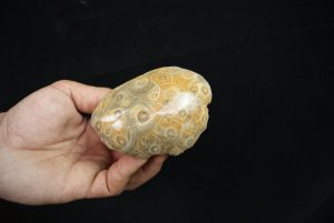 Coral fósil Hexagonaria hexagona