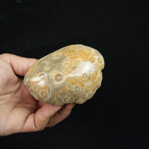 Coral fósil Hexagonaria hexagona