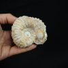 Ammonite fósil en matriz de roca