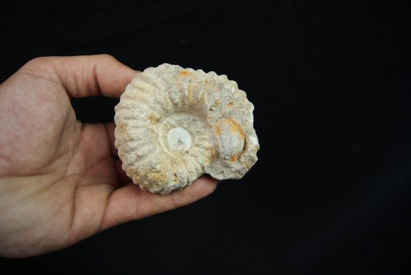 Ammonite fósil en matriz de roca