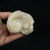Ammonite fósil en matriz de roca