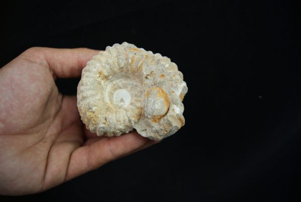 Ammonite fósil en matriz de roca