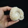 Ammonite fósil en matriz de roca