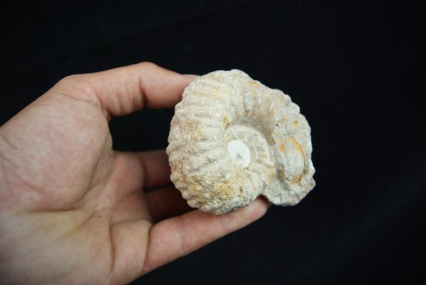 Ammonite fósil en matriz de roca