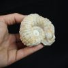 Ammonite fósil en matriz de roca
