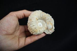 Ammonite fósil en matriz de roca