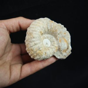 Ammonite fósil en matriz de roca