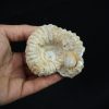 Ammonite fósil en matriz de roca