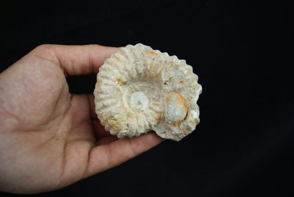 Ammonite fósil en matriz de roca