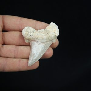 Diente fósil Otodus sokolovi