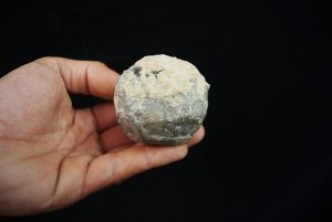Erizo de mar Asterocidaris bistriata