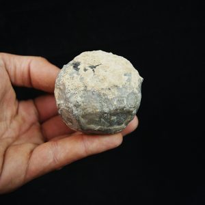 Erizo de mar Asterocidaris bistriata