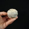 Erizo de mar Asterocidaris bistriata