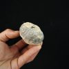 Erizo de mar Asterocidaris bistriata