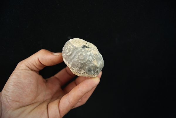 Erizo de mar Asterocidaris bistriata