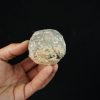 Erizo de mar Asterocidaris bistriata