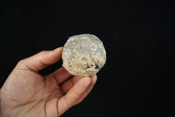 Erizo de mar Asterocidaris bistriata