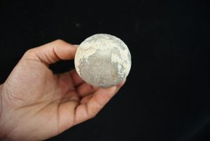 Erizo de mar fósil, Asterocidaris
