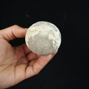 Erizo de mar fósil, Asterocidaris