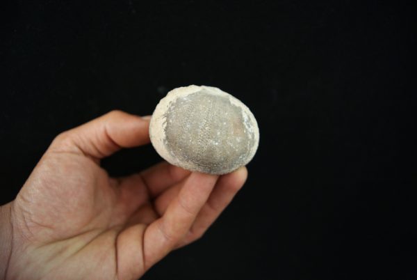 Erizo de mar fósil, Asterocidaris