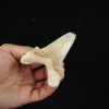 Diente fósil masivo de Otodus sokolovi