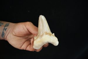 Diente fósil masivo de Otodus sokolovi