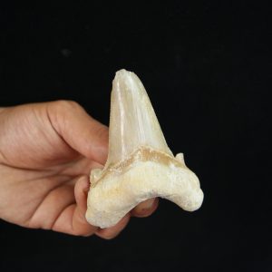 Diente fósil masivo de Otodus sokolovi