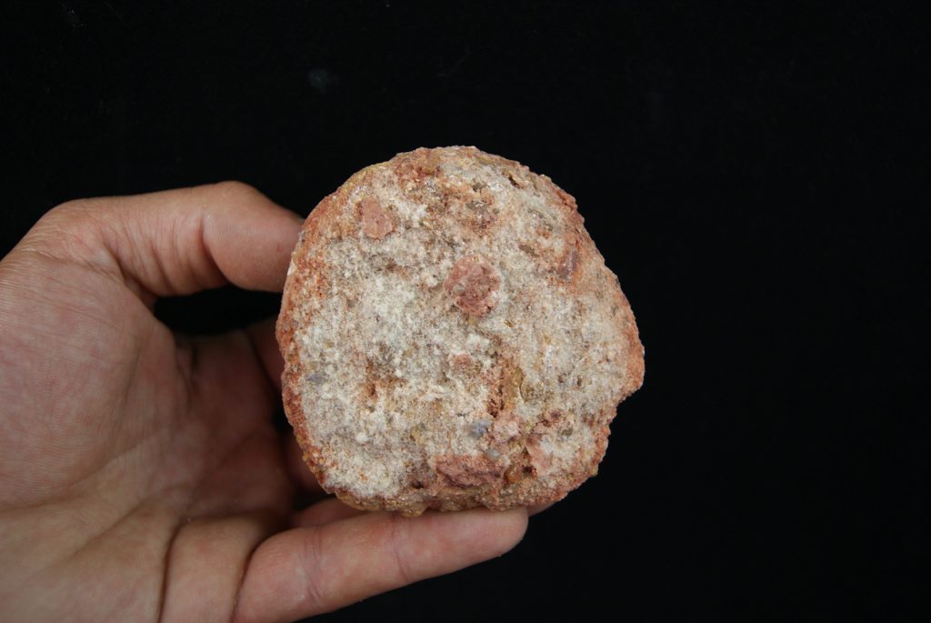 Coprolito fósil del Valle de Kem Kem