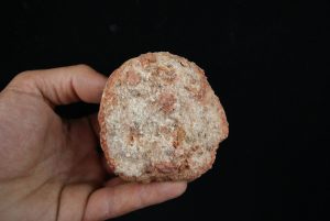 Coprolito fósil del Valle de Kem Kem