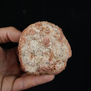 Coprolito fósil del Valle de Kem Kem