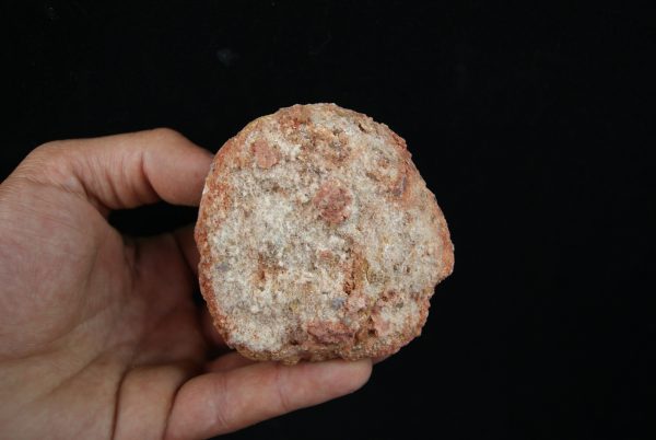 Coprolito fósil del Valle de Kem Kem