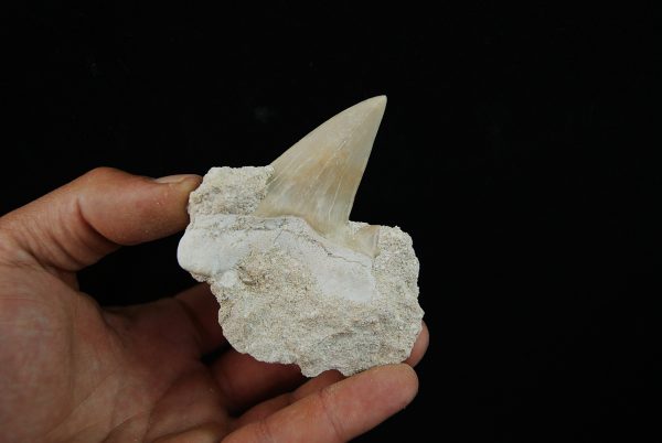 Diente fósil de Otodus obliquus