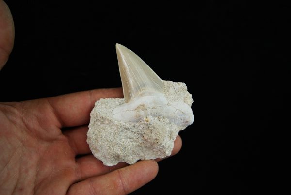 Diente fósil de Otodus obliquus
