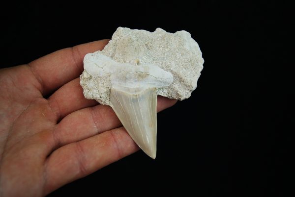 Diente fósil de Otodus obliquus